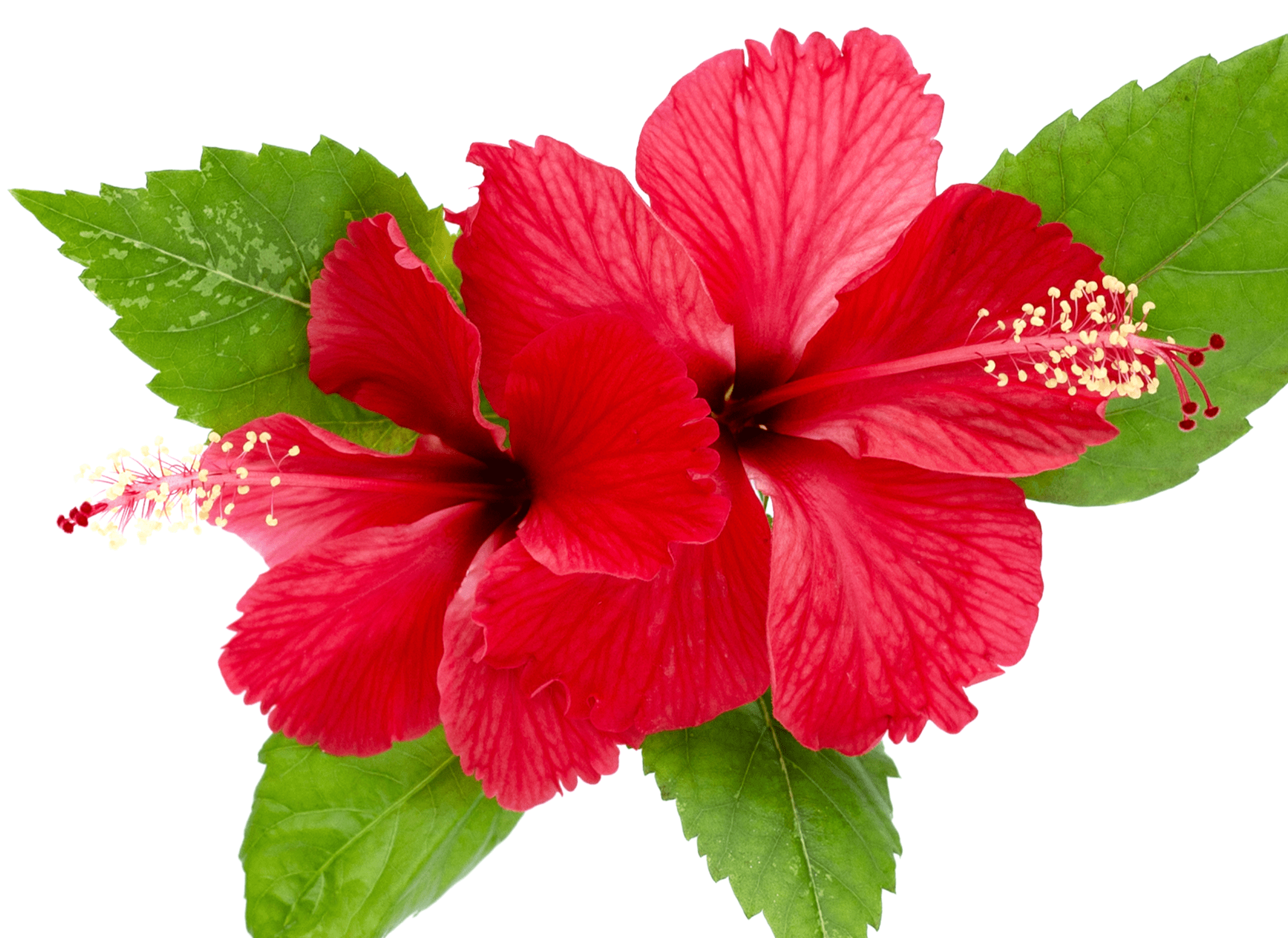 Hibiscus